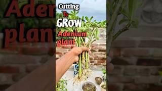 How To Grow Adenium for cuttings |Desert Rose#shorts #adenium #youtubeshorts #shortsfeed #viral