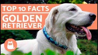 What to Know About Golden Retrievers - Top 10 Facts