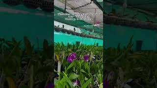 Dendrobium restocked contact: 8592082837 #dendrobium #plants #garden #shortsvideo  #shorts#najis