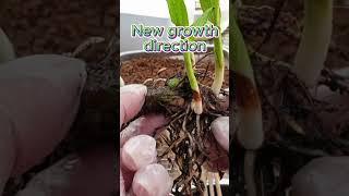 Ground Orchid Repot Tutorial incl. 3 Year Results in Semi Hydroponics #repot #shorts #ninjaorchids