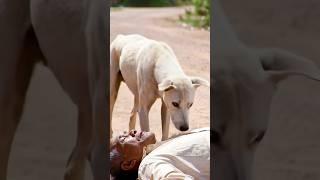 The Kind White Dog  Saved a Poor Old Man’s Life with Just One Brave Act on a Silent Country Road