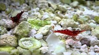 Two red cardinal sulawesi shrimps
