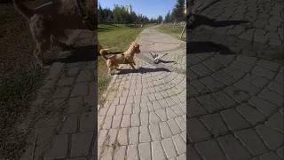 #shorts #viralvideo #trending #short #dog #youtubeshorts