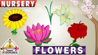 Flowers Names For Children In English | Name Of Flowers For Kids | Kids Learning Videos - Kids Mania