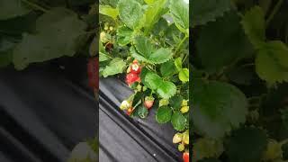 Клубника  Сорт Альба .Всем привет из карачаево-черкесии. !