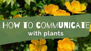 Plant spirit healing How to communicate with plants in your garden