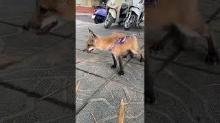 Luna fox cute #foxfamily #fox #pets