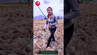 Small Hands, Big Strength – Ox Farming the Old Way 