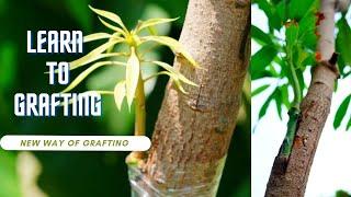 आम की कलम बांधने की पद्धति - MANGO GRAFTING....#mango#agriculture#farming#grafting