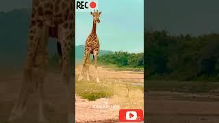 Chinese Animal Videos #cuteanimals #birds #animalsofinstagram #animalkingdom #animalshorts #animal