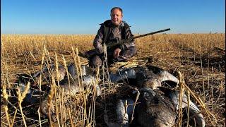 Amazing goose hunting. The best hunt of my life. A unique hunting farm in Kazakhstan.