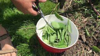 How to Cook and Eat Stinging Nettles