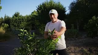 Pruning Citrus Trees: Simple tips for a better shape and more fruit