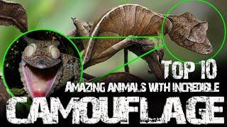 Top 10 Amazing animals with incredible camouflage | Simbly Curious