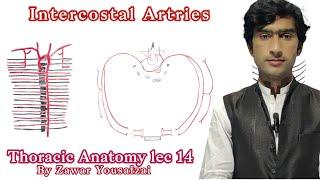 intercostal arteries. posterior intercostal & anterior intercostal arteries.