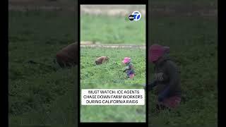 ICE Agents chase down farm workers during California raids