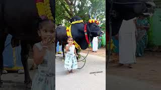 #jallikattu #bull  #cow cartoon #video song downloadcross #belgian blue bullvideo #cow cartoon video