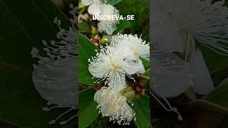 linda planta nativa GABIROBA do campo Florindo para produzir frutos #nature #natureza #plantas