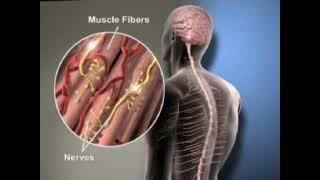 Zanaflex Capsules® (tizanidine) Mechanism of Action in Spasticity