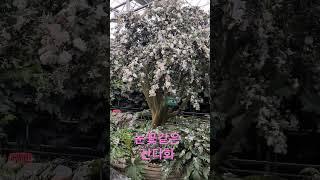 통영여행]우리나라최대규모 커피동백식물원[만지도연대도][글로벌메타버스개발원][통영가볼만한곳][통영동백커피식물원][만지도직항][통영여행][통영맛집][만지도직항][인공지능강사]