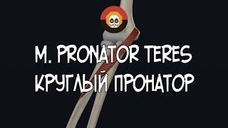 Круглый пронатор (m. pronator teres) 3D Анатомия