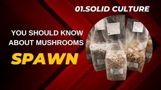 Mushrooms Spawn preparation