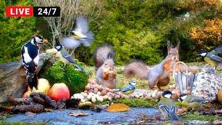 24/7 CAT TV NO ADS  Little Birds and Red Squirrels and Nature Fun for Everyone