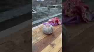 Опасная Катана #ножи #tiktok #москва #дагестан