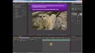 Эффект застывшего кадра (freeze frame) в Adobe After Effects. Досье на суриката.