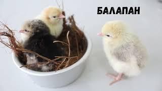 Жануарлар әлемі балаларға арналған. Бірінші бөлім.