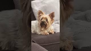 LIFE WITH A YORKIE!  #dog #yorkiesofyoutube #adoptionjourney