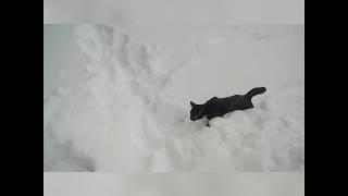 Funny cat! / Бегущий котик