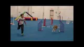 Tari - MAC USDAA - Steeplechase - 2-1-14