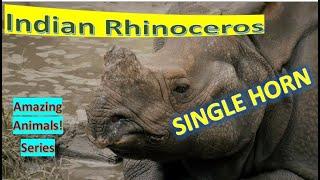 Indian Rhinoceros facts  Indian Rhino  Greater One-horned Rhinoceros  Indian subcontinent