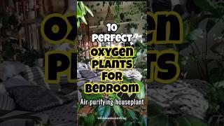 Best oxygen houseplant for bedroom / Air purifying plants #indoorplants #trendingshorts #plants