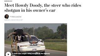 Man escapes with warning after cruising down highway with half-ton bull • FRANCE 24 English