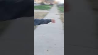black wolf afraid to fight a black wolf