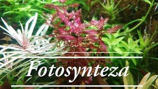 75.Fotosynteza w akwarium - relaks z 25l :)
