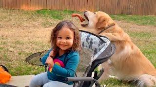 AFV's Funniest Dogs!  Best Puppy Fails