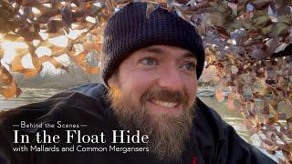 In the Floating Hide with Mallards and Common Mergansers