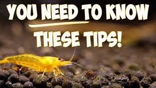 5 Essential Feeding Tips for A Better Shrimp Colony 