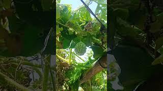 Home gardening organic farming 