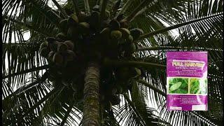 NIYOG DOUBLE HARVEST w/ FULL HARVEST (coconut)