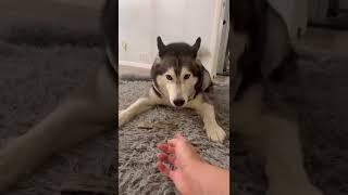 Meeka The Talking Husky Does NOT Like To Share Her Fish 