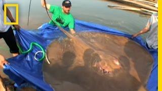 Giant Freshwater Stingray | National Geographic