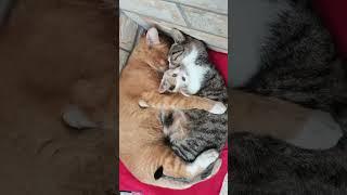 Видео из тт #люблювас #вылегенды #cat #длявас #fypシ゚ #edit #shorts #ютуб #котикилучшие #милота