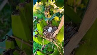 Birds in #Paraguay