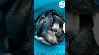 Tilapia Fish Harvesting #fish #fisherman #fishing #fishingvideo #carpfishing #fishinglife #viral