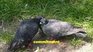 Surprising Lessons Humans Can Learn from Pigeons!