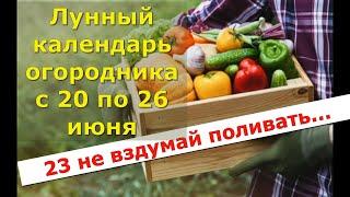 Лунный календарь огородника с 20 по 26 июня. Лунный посевной календарь.  Календарь садовода на июнь